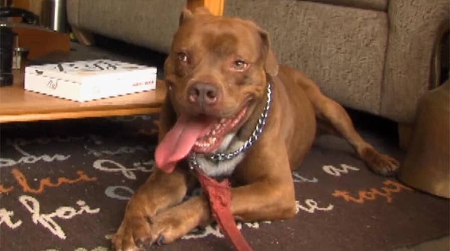 Family reunites with dog missing for nearly 5 years