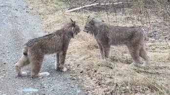 Maine man gets video of two lynx caterwauling