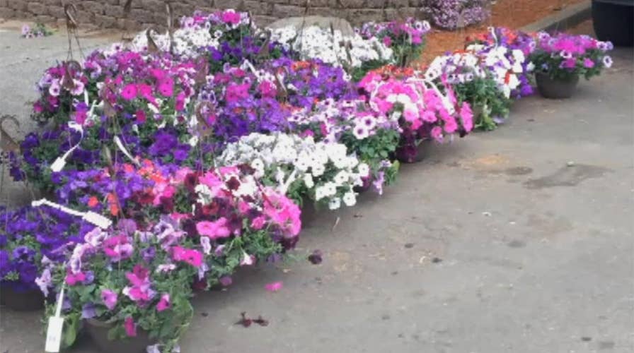 Police arrest suspected serial plant thief