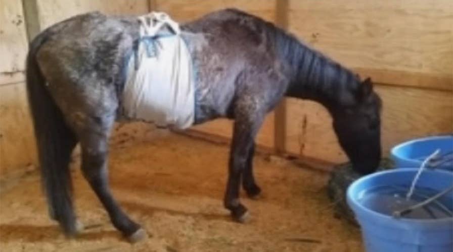 Neglected horse sues former owner for $100,000
