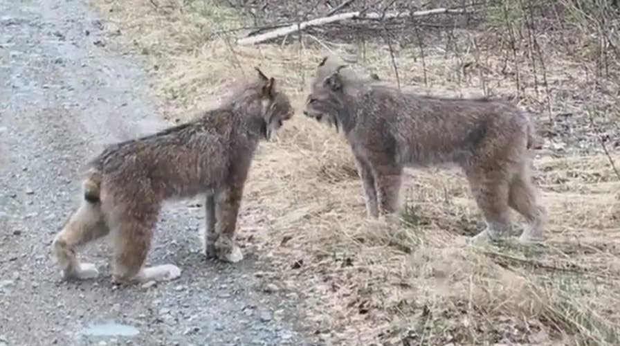 WILD video: Watch lynxes scream at each other