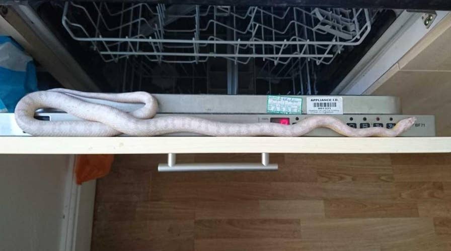 Man finds 3-foot snake in his box of cereal