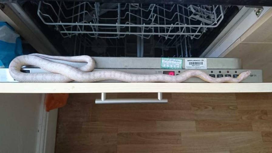 A man had a terrifying morning when he sat down for breakfast and a snake slithered out of his box of cereal.
