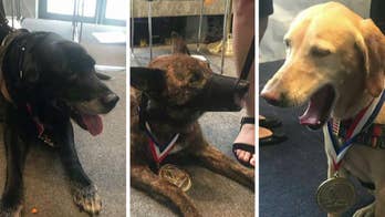 Military dog heroes honored with K-9 Medal of Courage