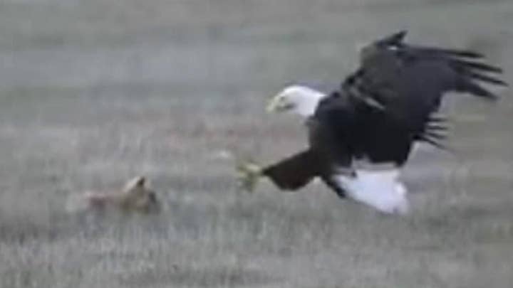 Raw video: Bald eagle snatches a fox holding a rabbit