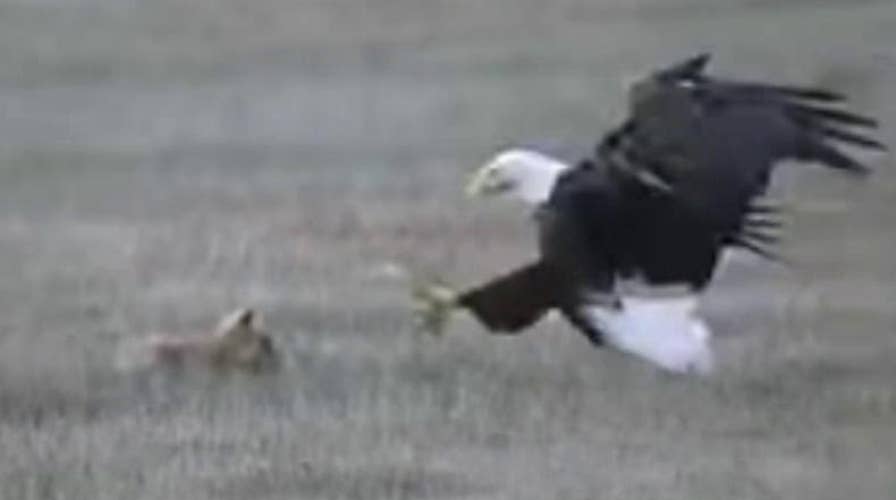 Raw video: Bald eagle snatches a fox holding a rabbit
