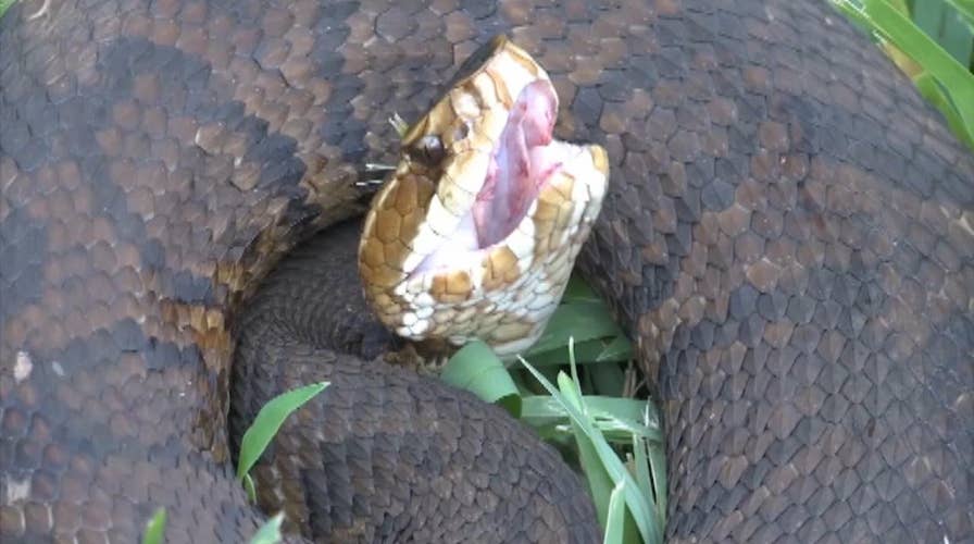 Heavy rain creating close encounters with venomous snakes