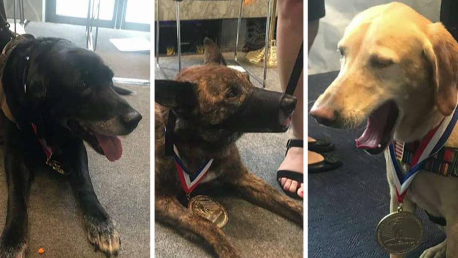 military dog heroes honored