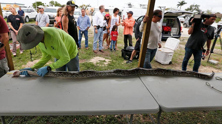 Snake hunters battle python invasion in Florida