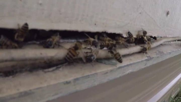 Firefighters save Texas man from bee attack