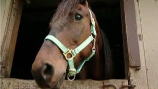 Advocate: Why eating horses would be good for everyone - Fox News