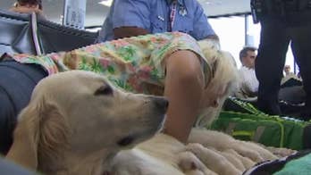 Service dog unexpectedly gives birth at Florida airport