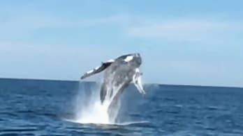 Whale's breathtaking 360-degree breach spin off New Jersey coast captured on video