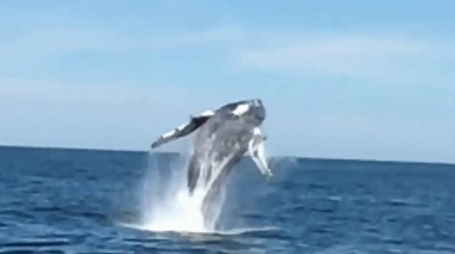 Whale breaches off the coast of Long Branch, NJ