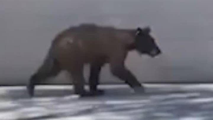 Bear shocks suburban Arizona neighborhood