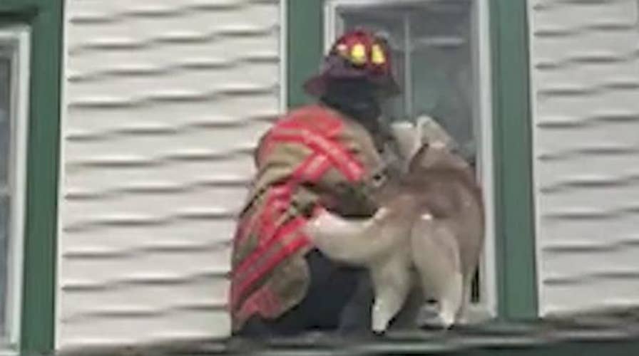 Firefighter gets 'thank you' kiss from dog stuck on roof