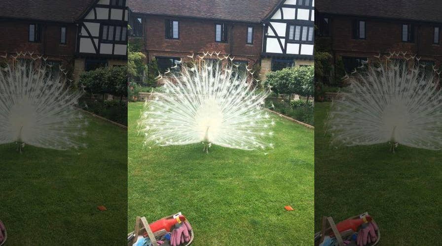 Massive albino peacock on the loose