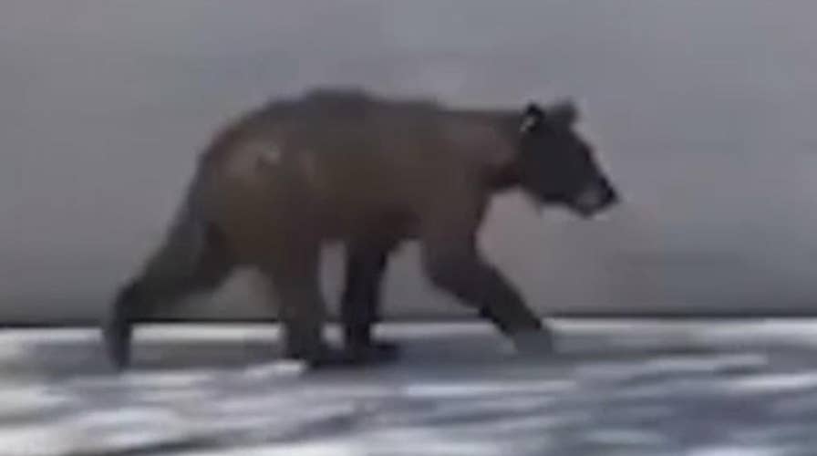 Bear shocks suburban Arizona neighborhood