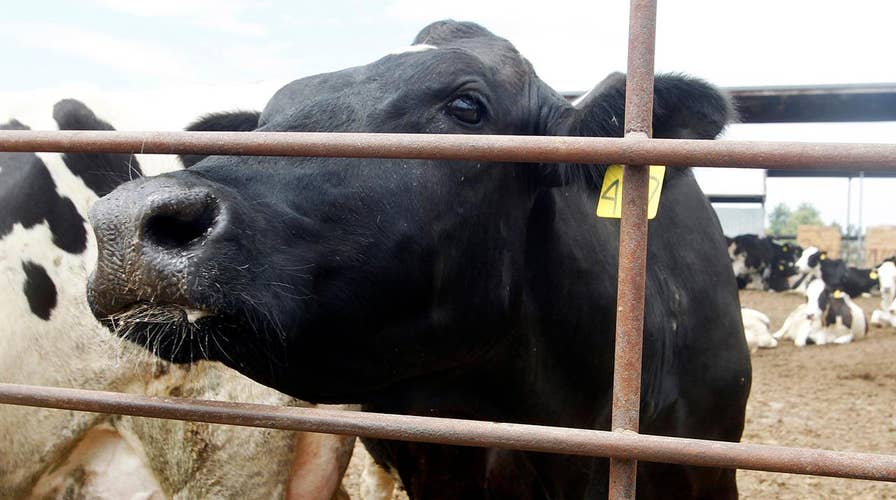 Can seaweed cut down on cows' methane emissions?
