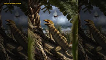 240 million-year-old 'mother of all lizards' found