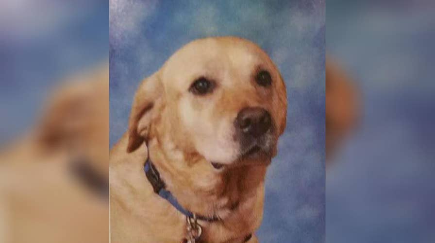 Friends of service dog Spike appear in high school yearbooks