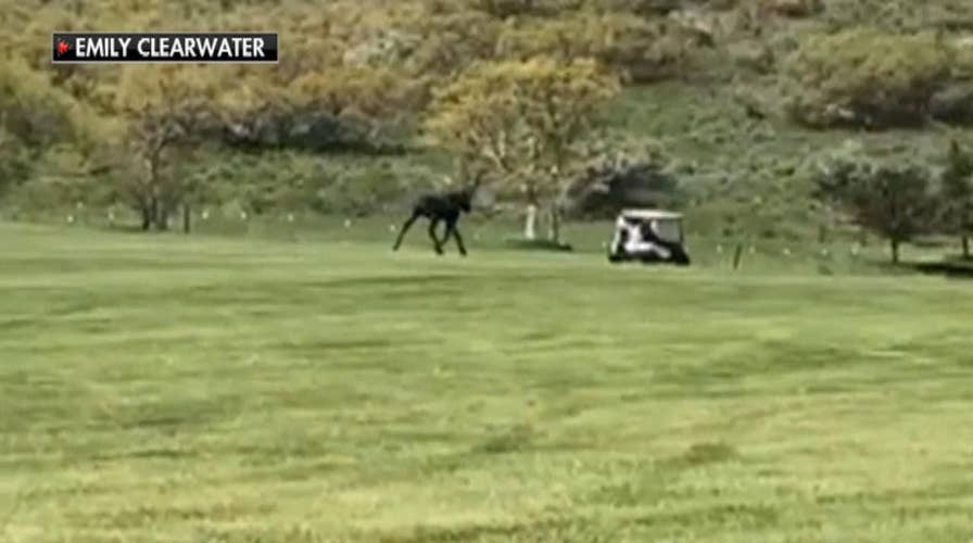 'Gigantic' moose chases Utah golfers in viral video