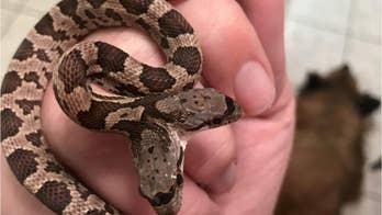 Rare two-headed snake discovered in backyard