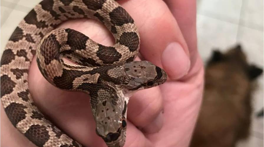 Two-headed snake discovered in backyard