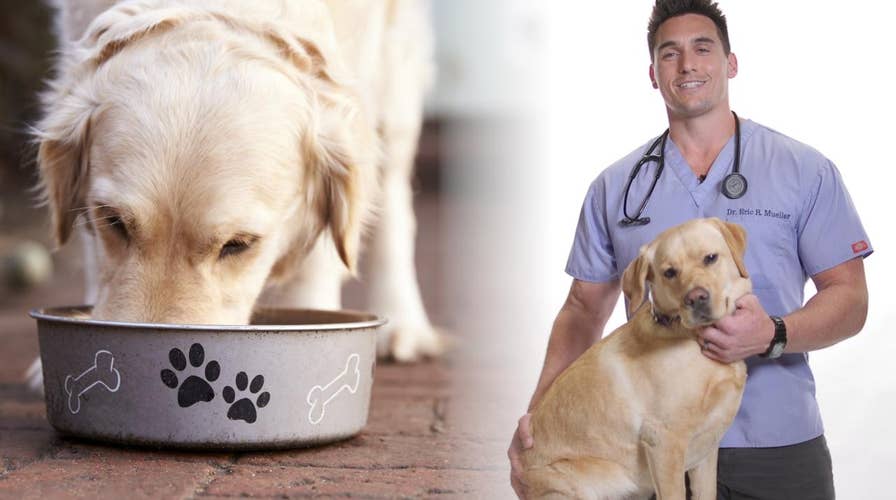 Dr. Eric Mueller’s tips for fighting pet obesity
