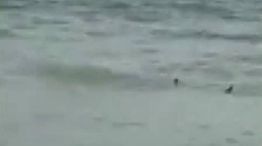 Raw Video: Shark swims close to shore at Myrtle Beach
