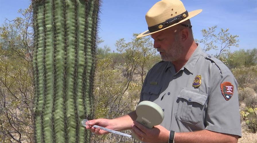 Arizona park rangers protect cactus with microchips 