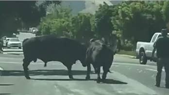 Cattle battle: Bulls caught fighting in California neighborhood