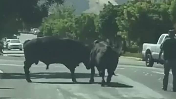 Raw video: Escaped bulls face off in California neighborhood