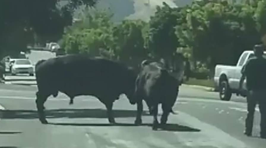 Raw video: Escaped bulls face off in California neighborhood