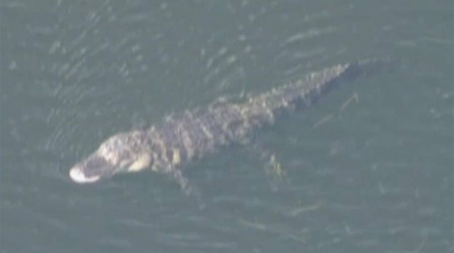 Alligator reportedly drags Florida woman into lake