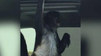 Home Depot employee in Florida allegedly attacked by shopper's pet spider monkey