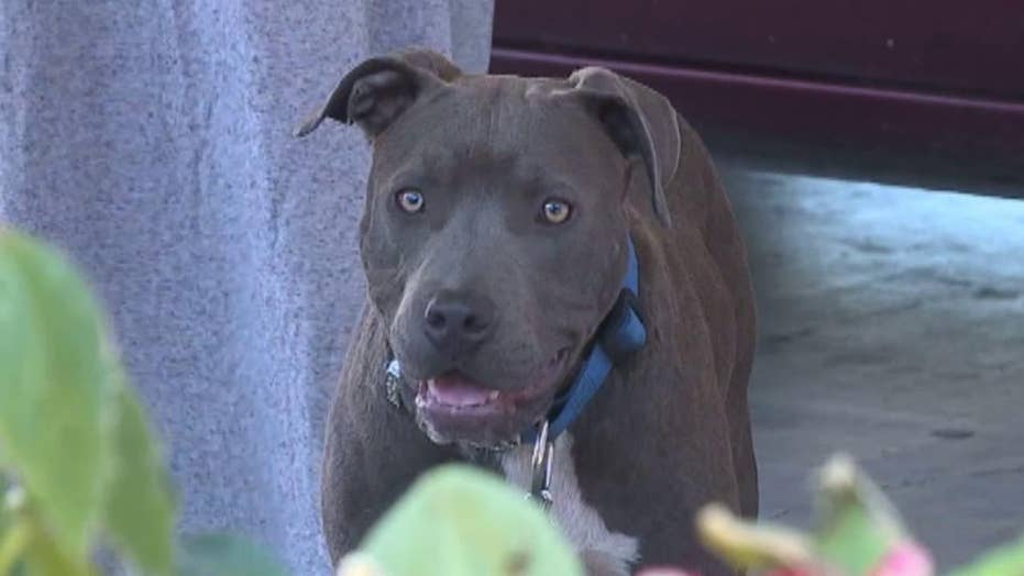 pit bull saves family from house fire