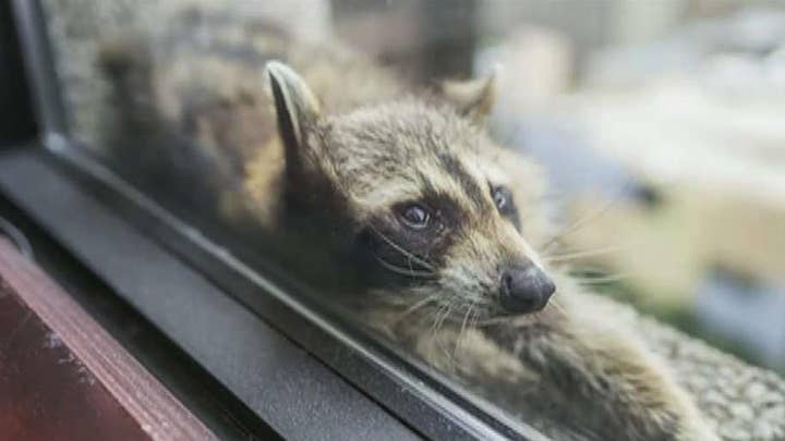 Daredevil raccoon's skyscraper climb captivates internet