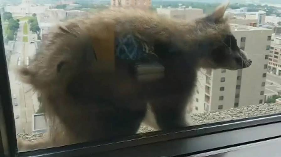 Raw video: Raccoon scales building in St. Paul, MN 