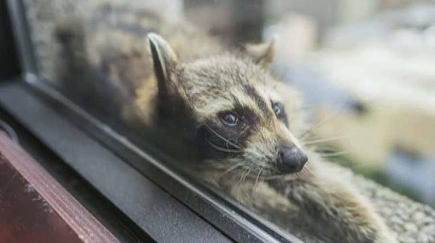 Daredevil raccoon's skyscraper climb captivates internet