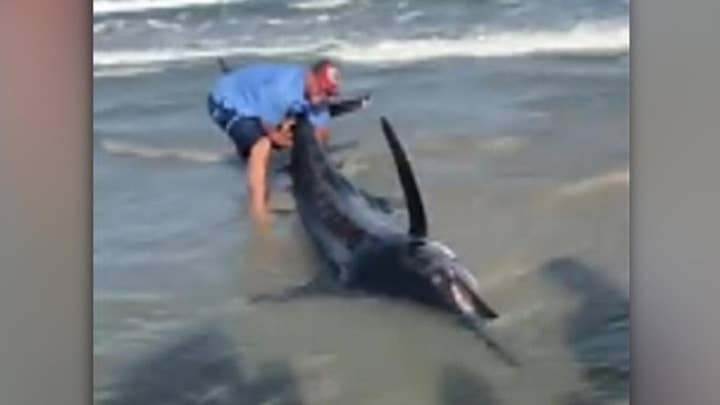 Beachgoers try to rescue monster marlin that washed ashore