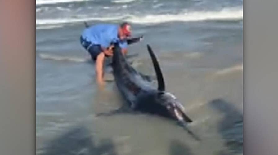Beachgoers try to rescue monster marlin that washed ashore