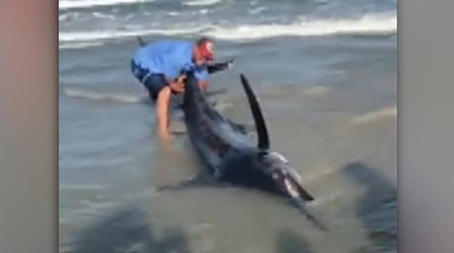 Beachgoers try to rescue monster marlin that washed ashore