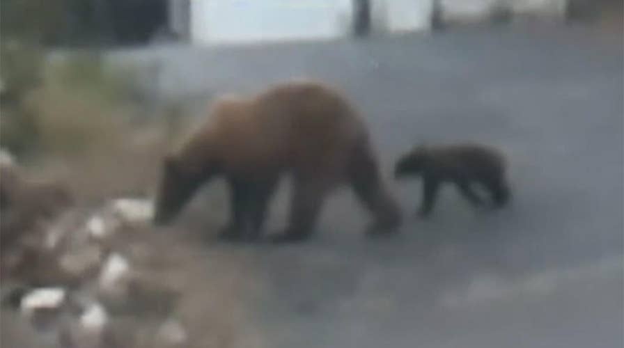 Mama bear, cub stroll through California neighborhood