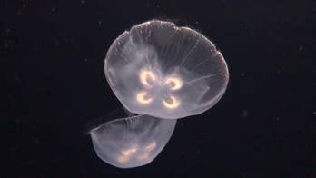 Jellyfish numbers on the rise along US beaches