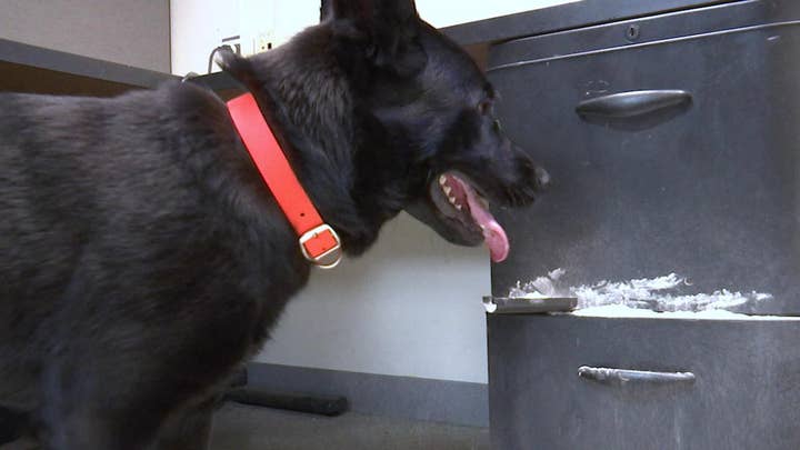 K-9 dogs risk their lives to sniff out opioids