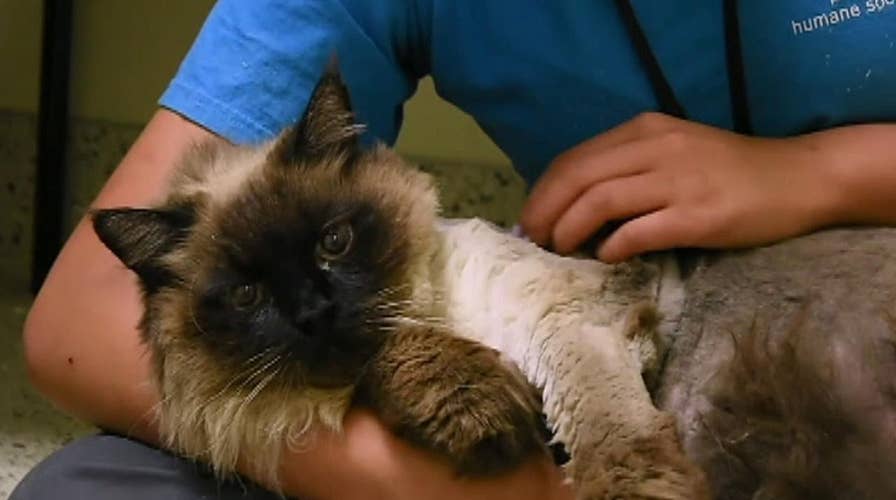 'Chubbs' the cat at shelter in Pasadena, California