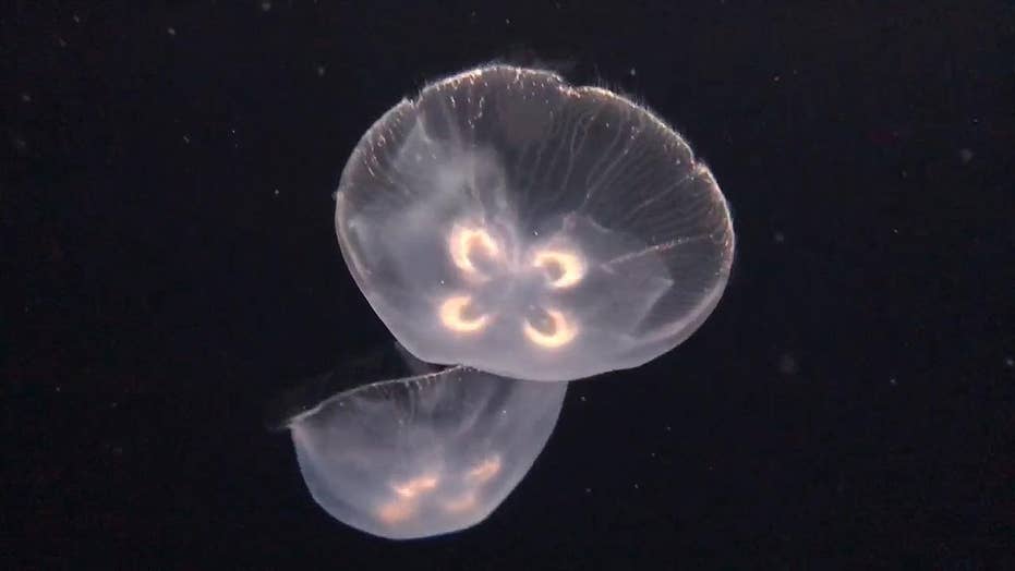 jellyfish numbers on the rise along us beaches fox news