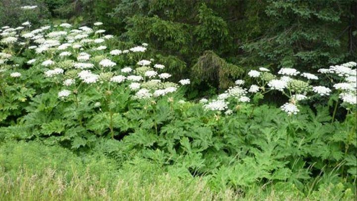 Warning: Toxic plant can cause 3rd-degree-burns and blindness