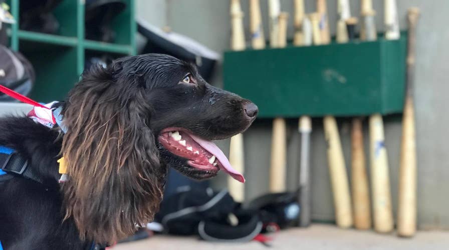 Baseball team scores big with dog ‘ball boy’